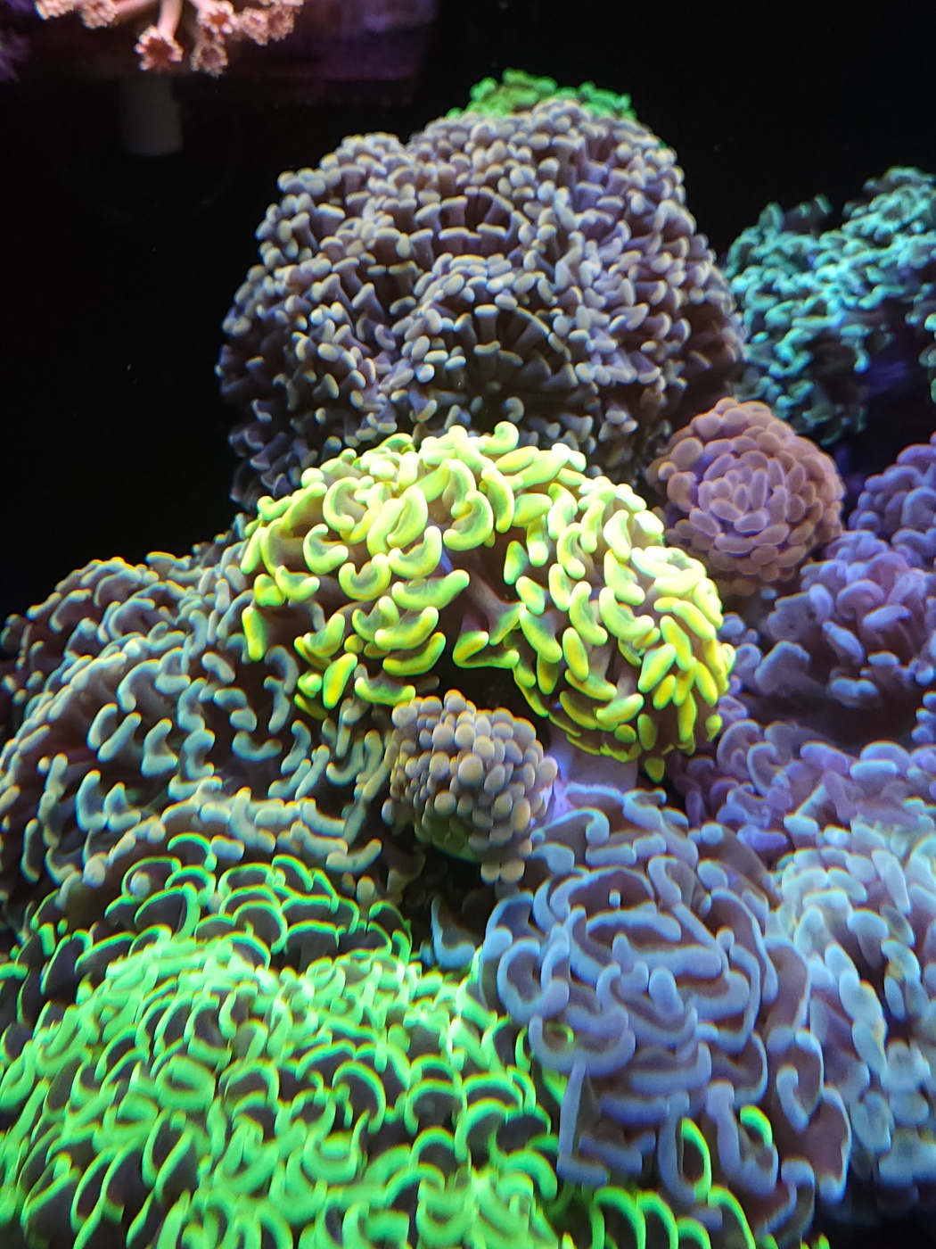 eccezionale collezione di coralli coreani di Euphyllia