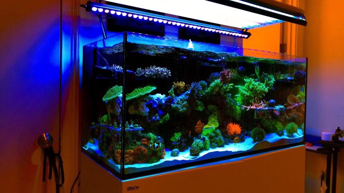 acquario di barriera corallina ati sunpower t5 -or led bar orphek