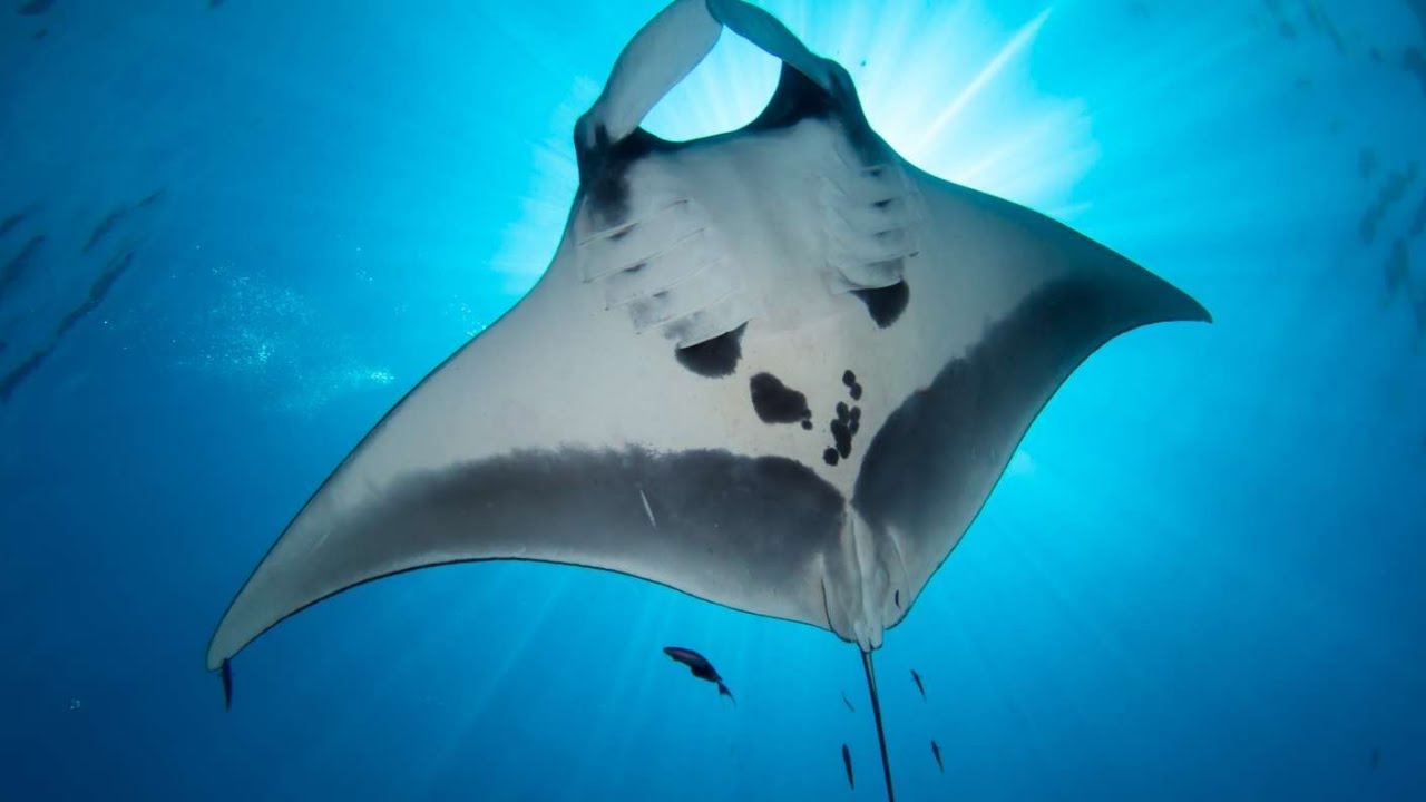 nausicaa_manta_ray_Under_Orphek_Amazonas_500_watt_Reef_public_aquarium_LED_ אור