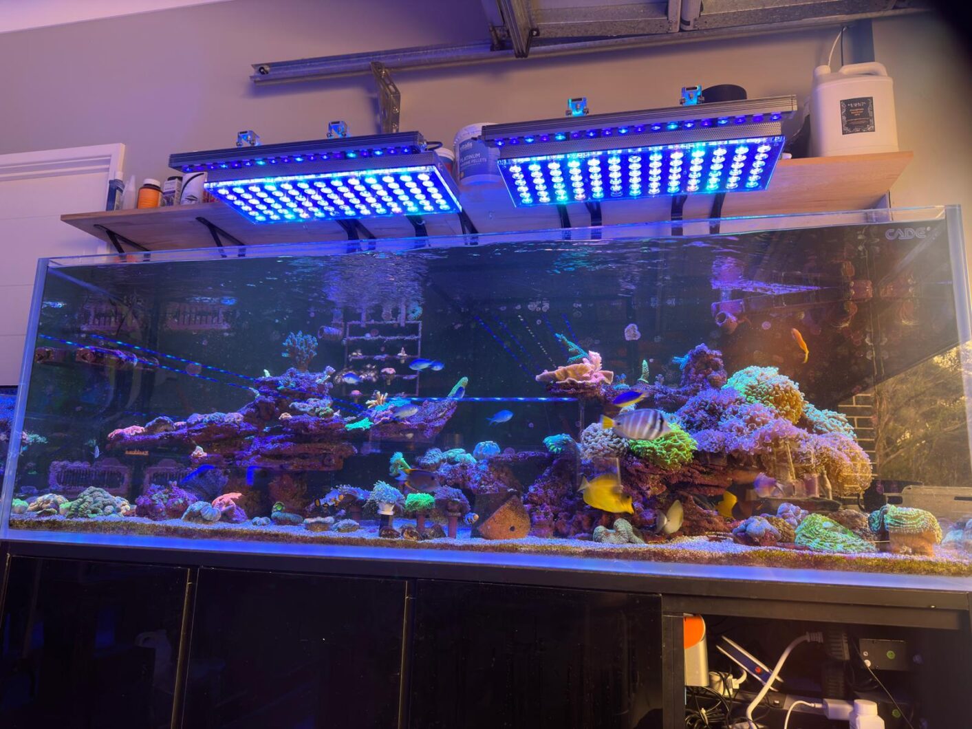 Atlantik-icon-reef-led-light-coral-farma