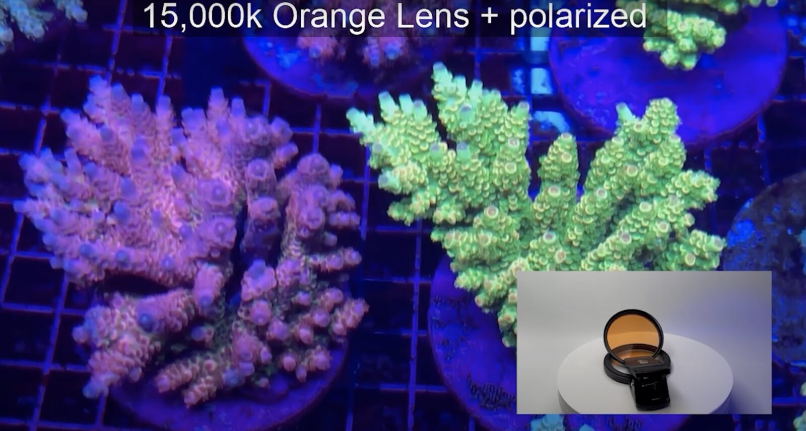 Orphek Pomarańczowy i spolaryzowany zestaw soczewek koralowych