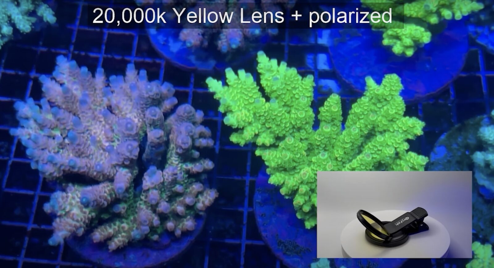 orphek gult filter og polariseret koral