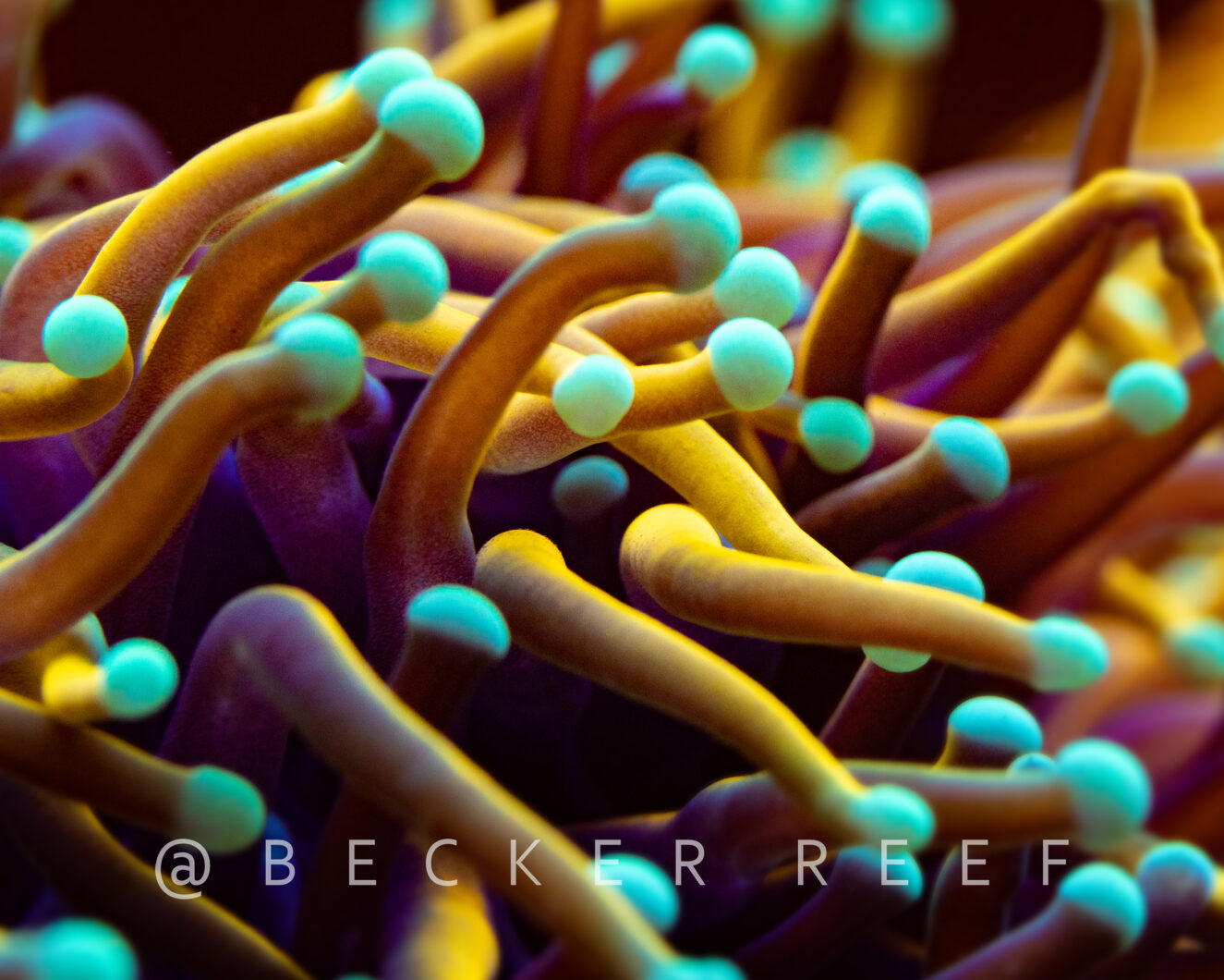 orphek coral lens kit HD photos Evandro Becker Brazil photographer