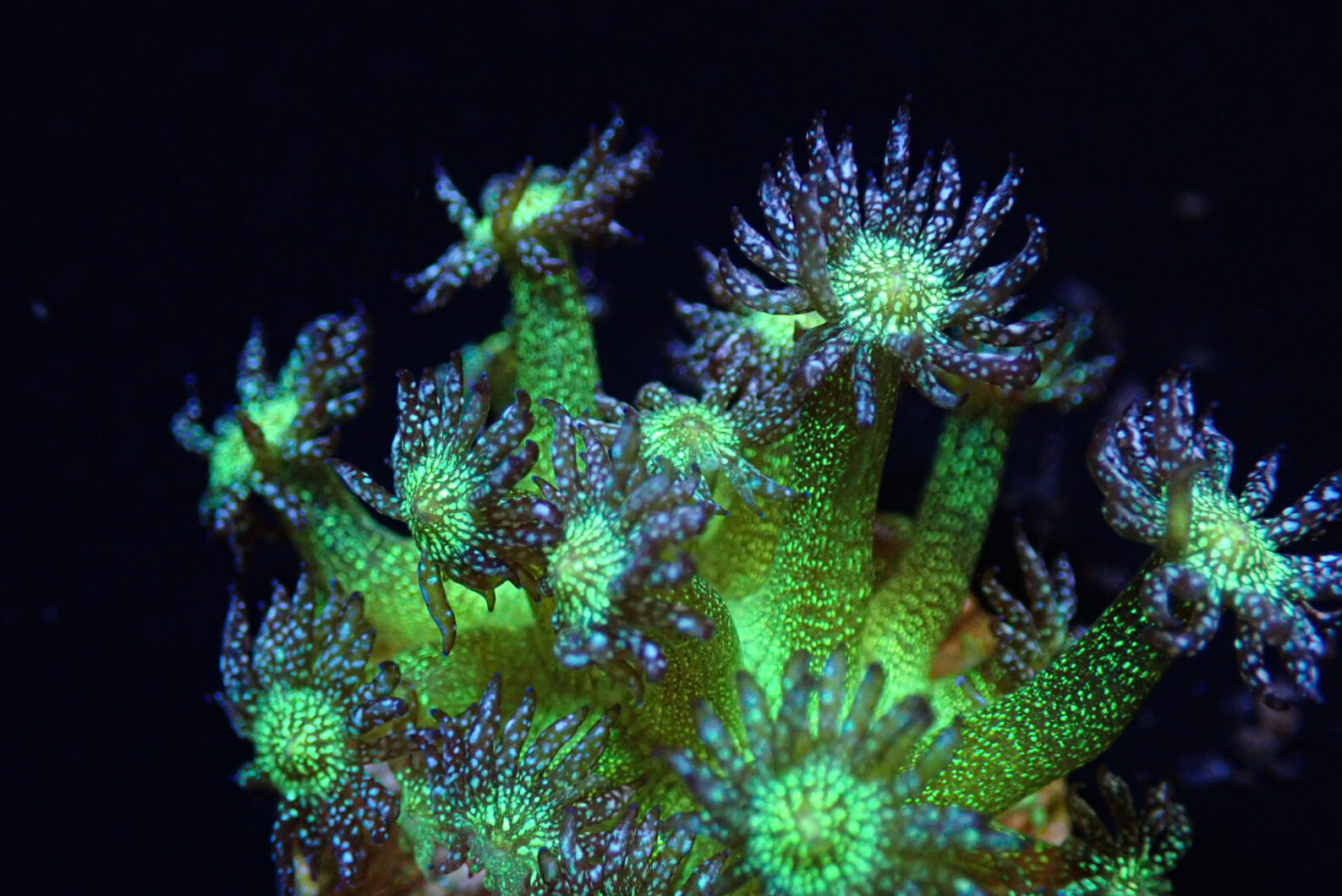 Monsoon Aquaticsin korallit