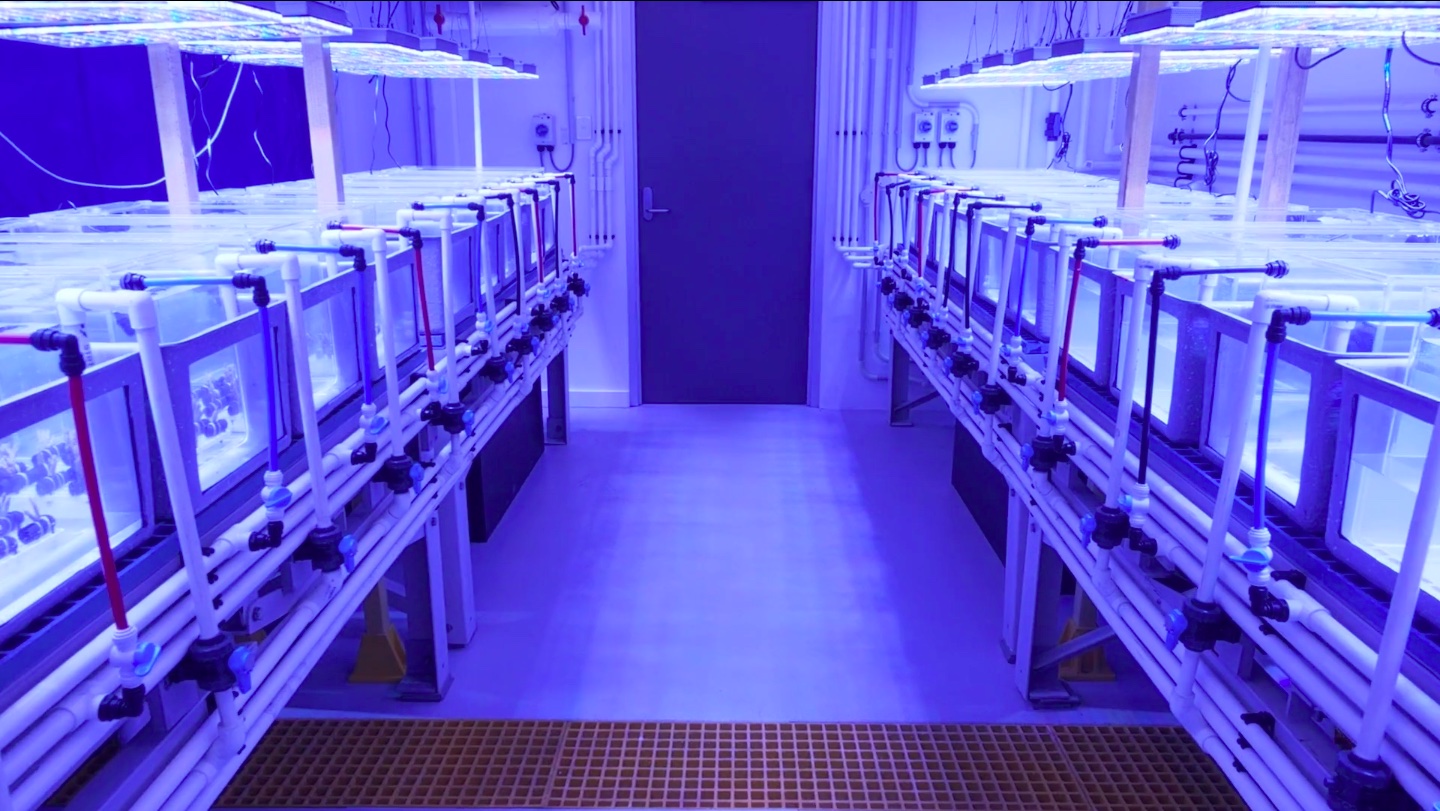 Orphek-Atlantik-kuvake-Tutkimuskeskus-riutta-LED-valo