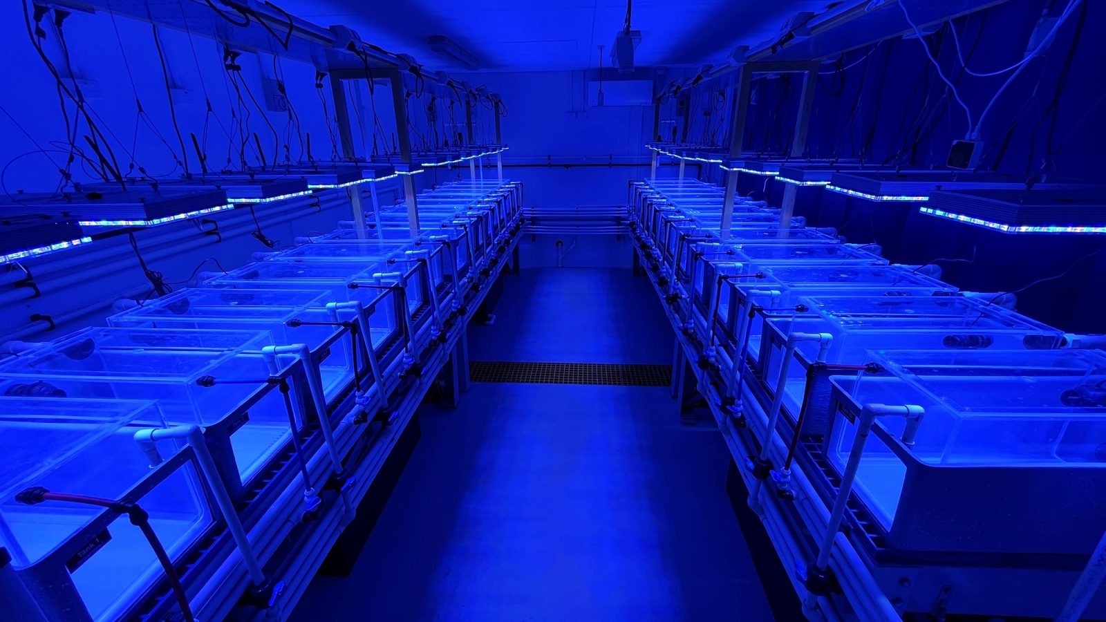 Orphek-atlantik-icon-reef-LED-laboratório de pesquisa