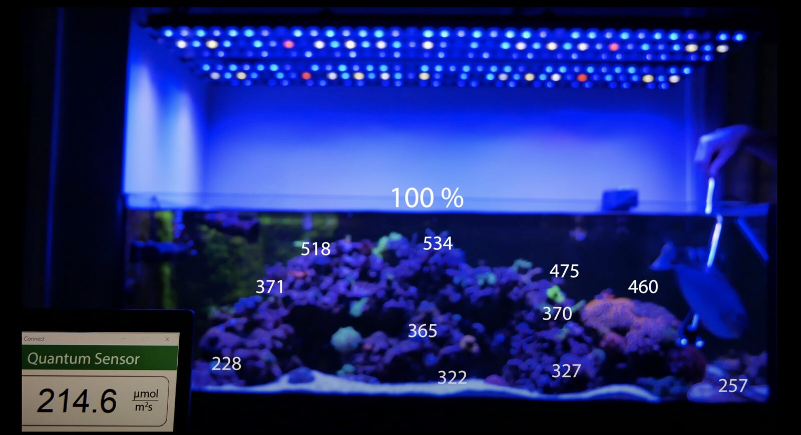 PAR_lectures_SPS_reef_tank_with_OR3_LED_BARS