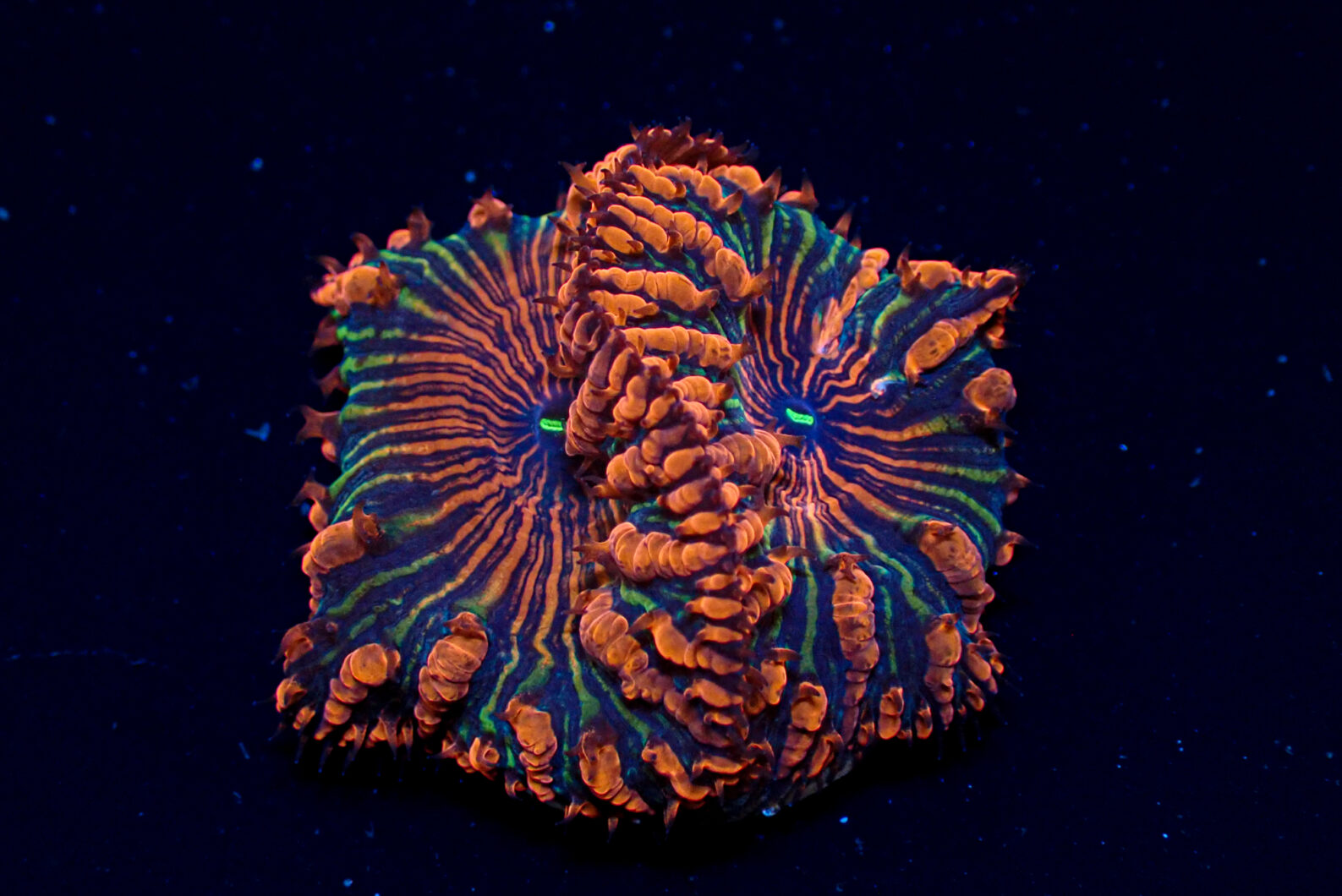 Monsoon Aquatics super coral