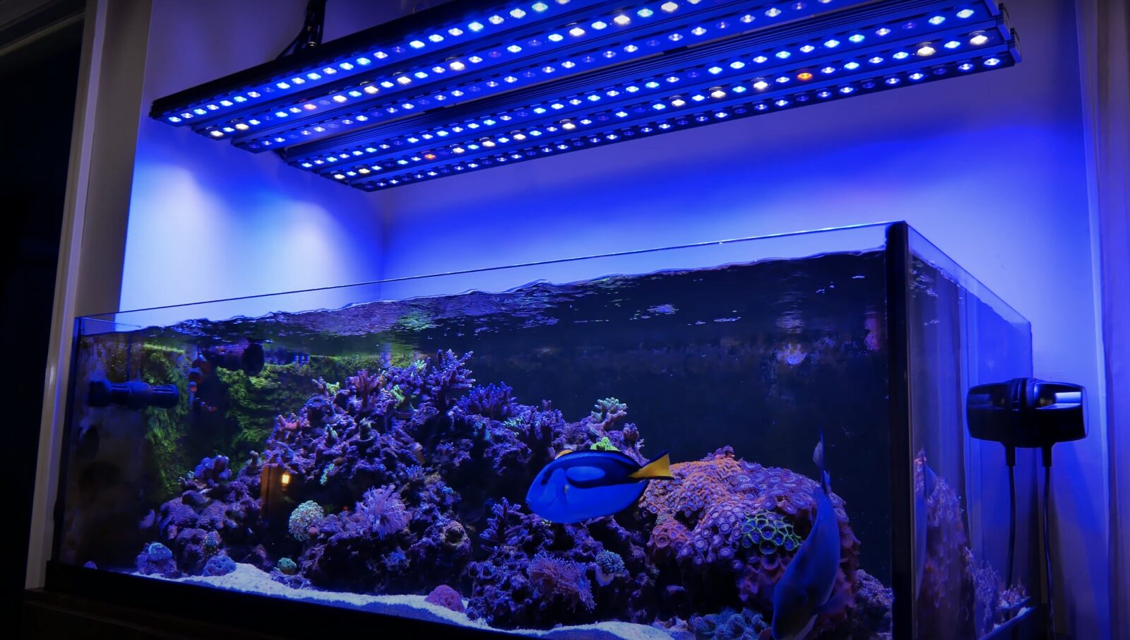 Reef_tank_under_Or3_LED_Bars_controllato_con_Osix_controller