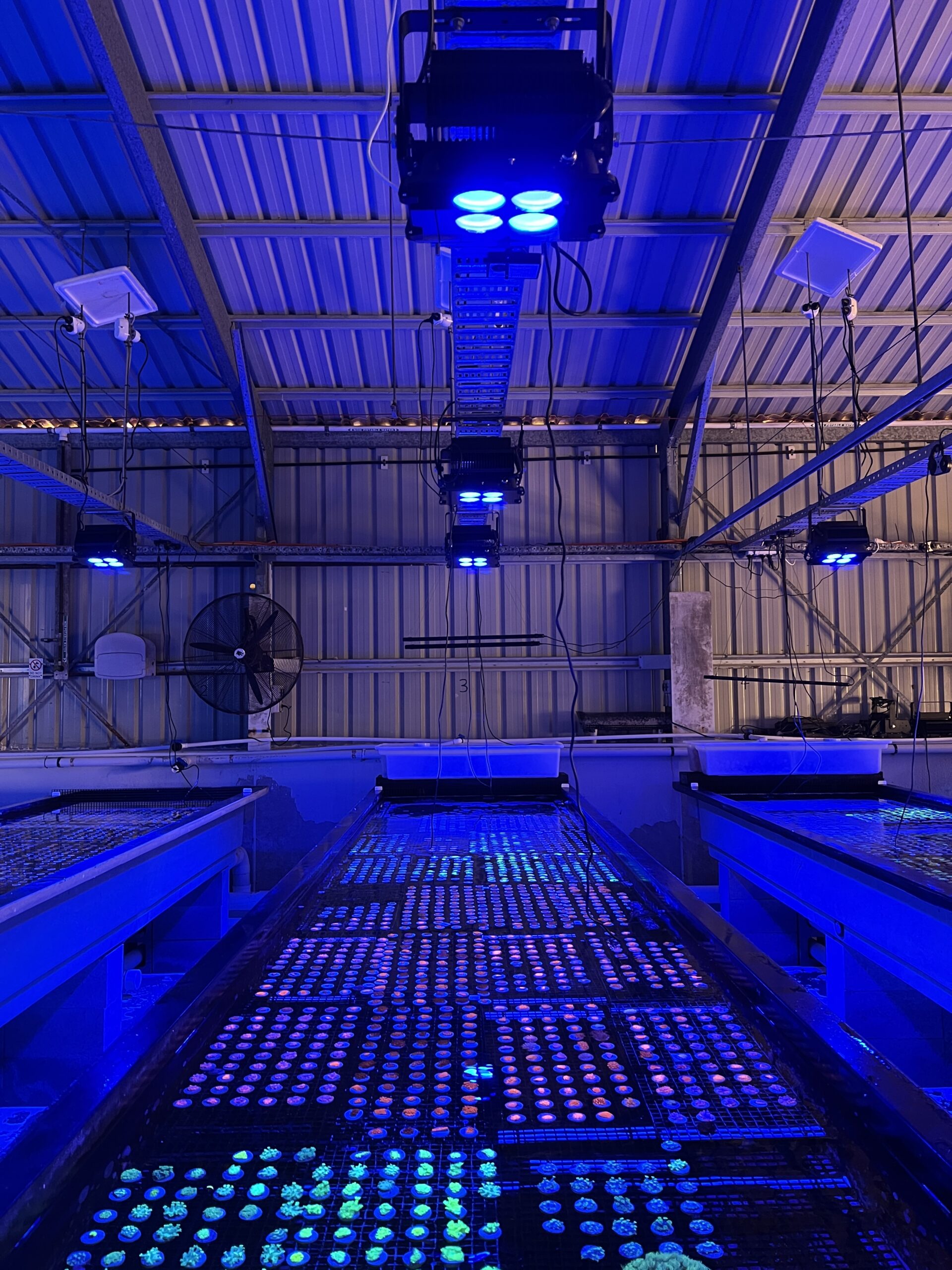 Super koralloppdrett Orphek Amazonas 960 iCon rev LED-lys