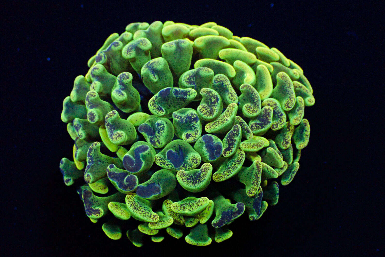 Super hodowla koralowców - żaba młotek