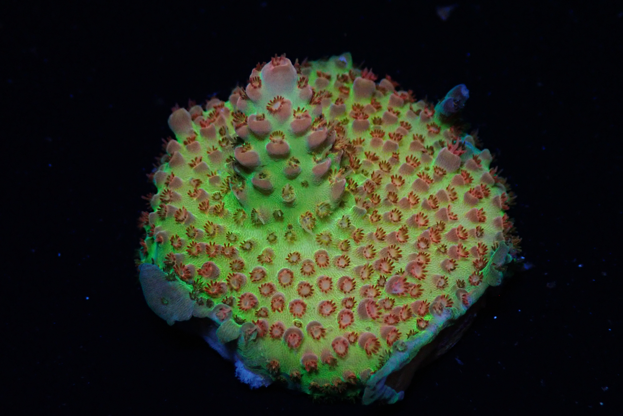 Super koraller