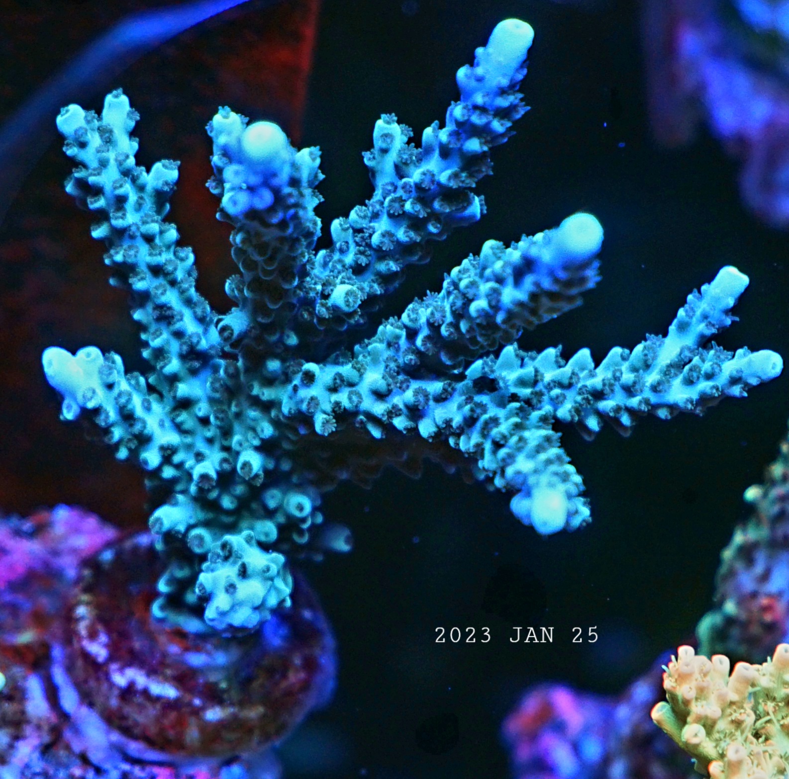 加速珊瑚生长展示柜 orphek atlantik