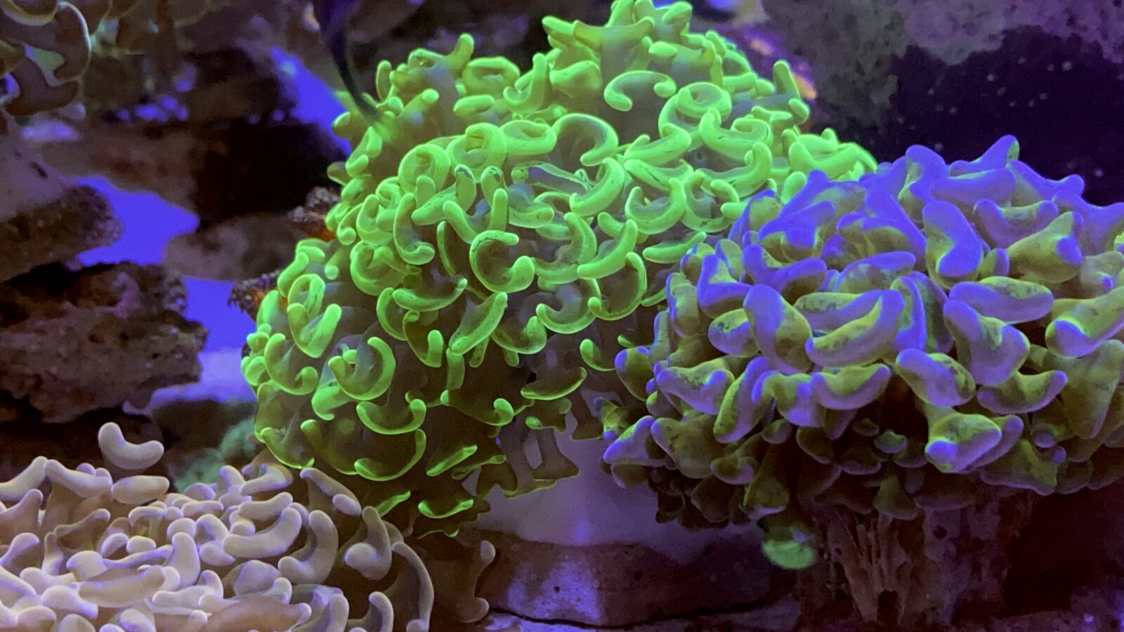 添加orphek珊瑚镜头滤镜后