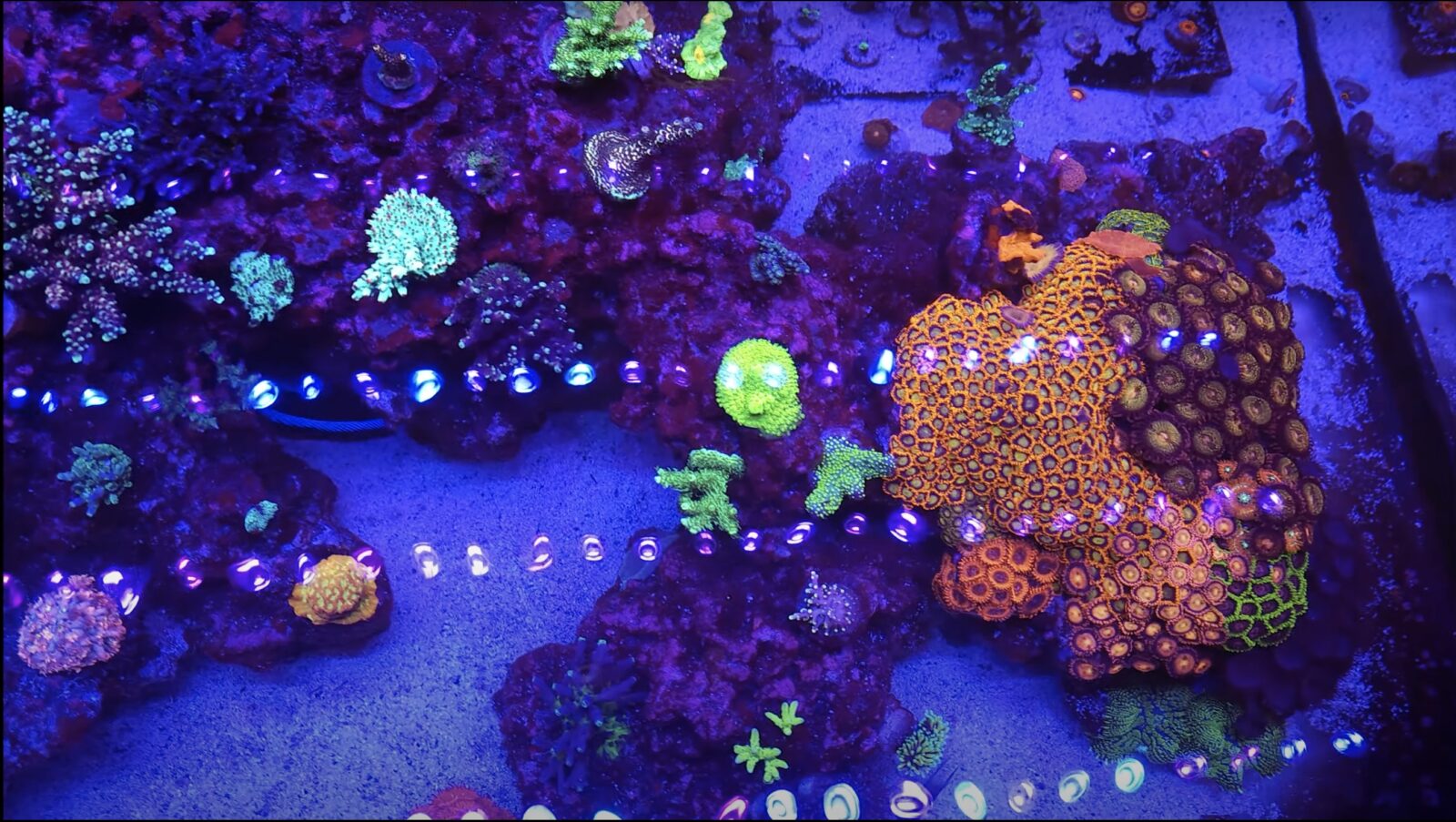 paras-coral-pop-fluoresoiva-orphek-osix-or3-led-bar