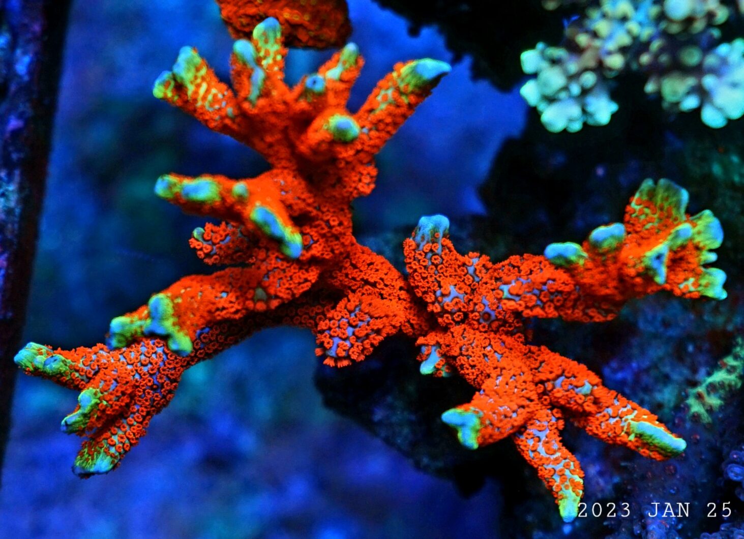 paras-led-valo nopeaan korallin kasvuun