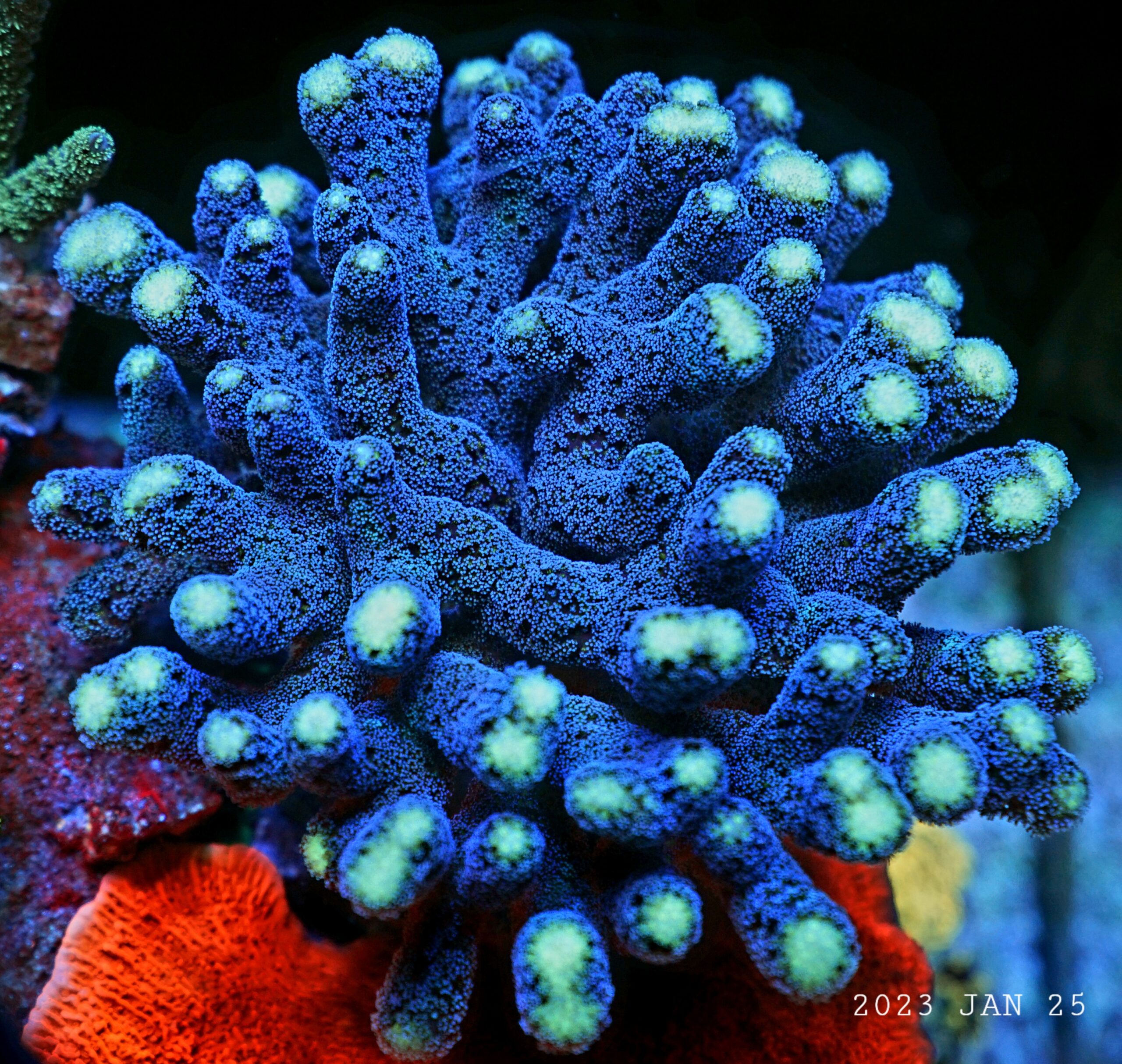 प्रवाल फ्लोरोसेंट के लिए सर्वश्रेष्ठ रीफ एलईडी लाइट18