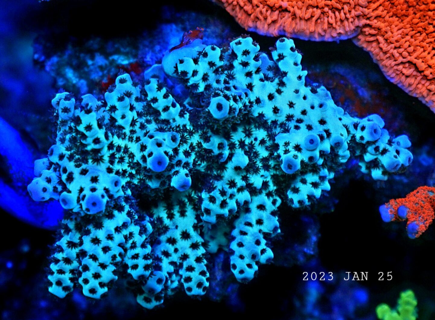 प्रवाल फ्लोरोसेंट के लिए सर्वश्रेष्ठ रीफ एलईडी लाइट21