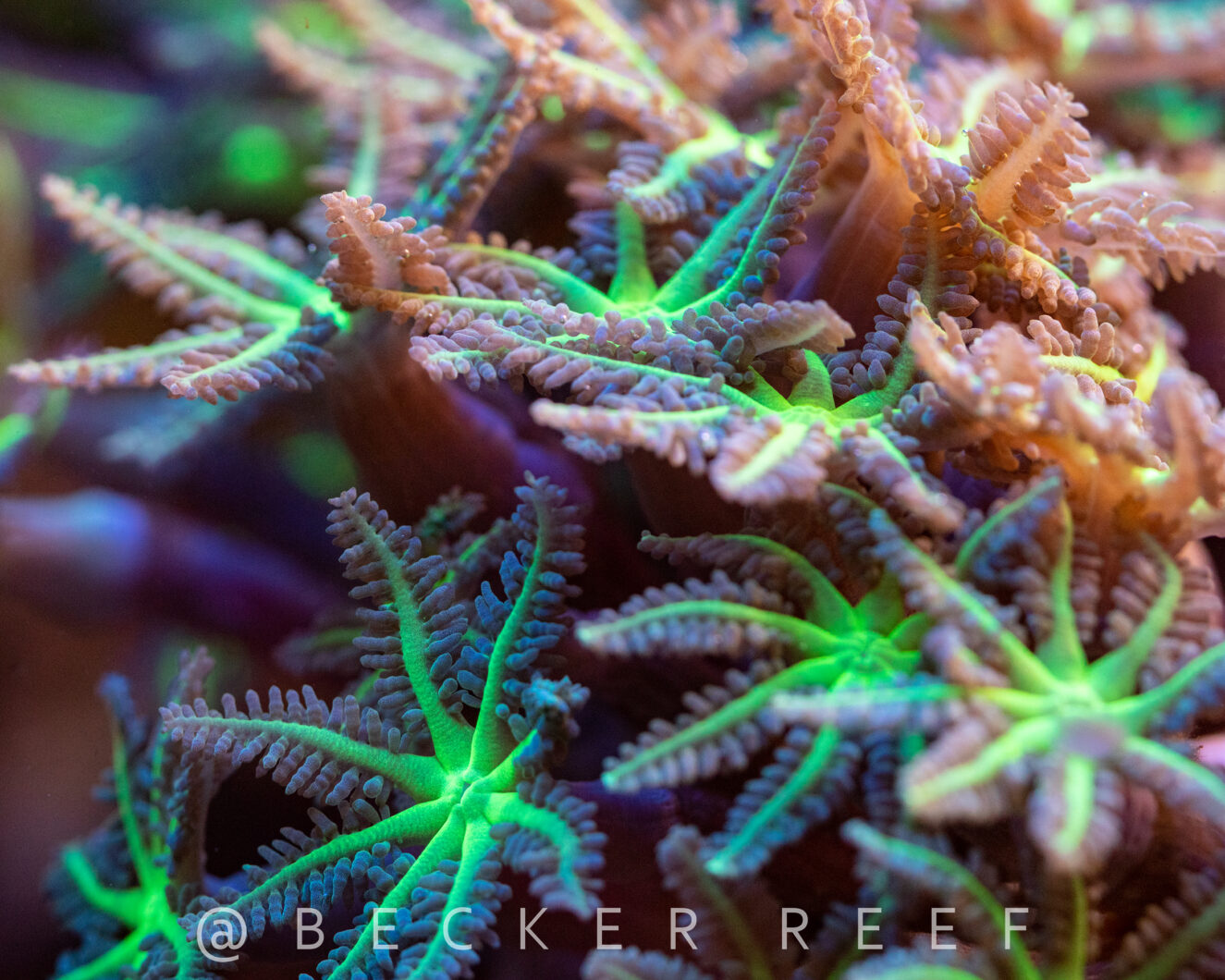 lähikuva koralli