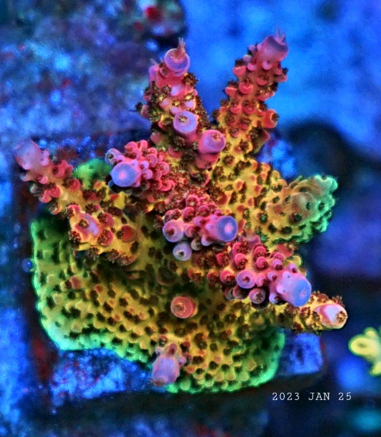 korallfarge-eksplosjon-orphek-led-lys