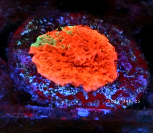 珊瑚色盛会与 or3-led