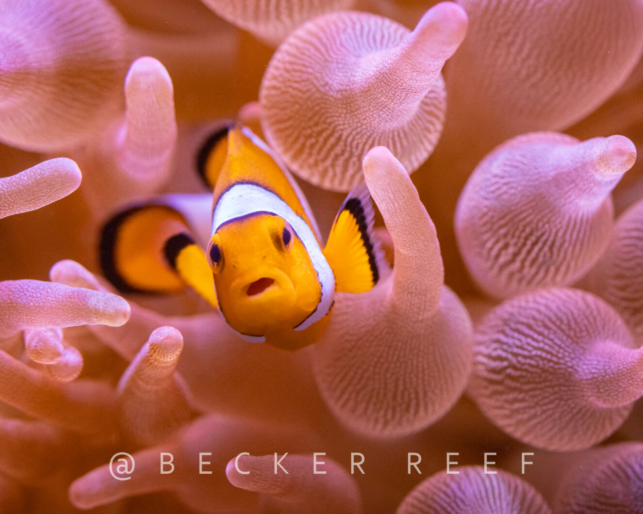 fotografie akvária s korálovým útesem