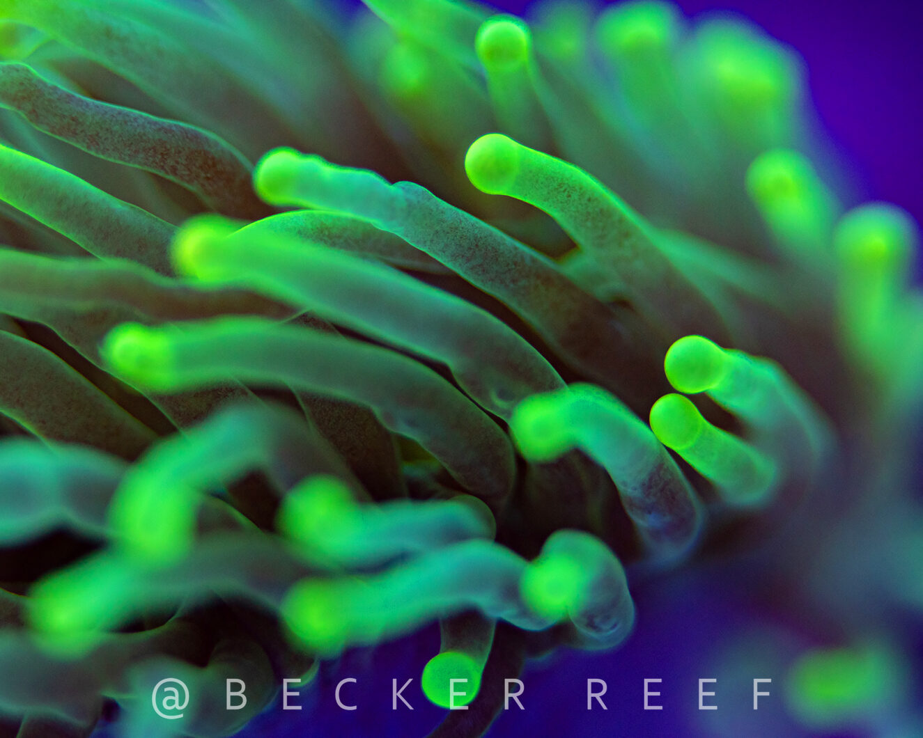 coral reef aquarium photography HD