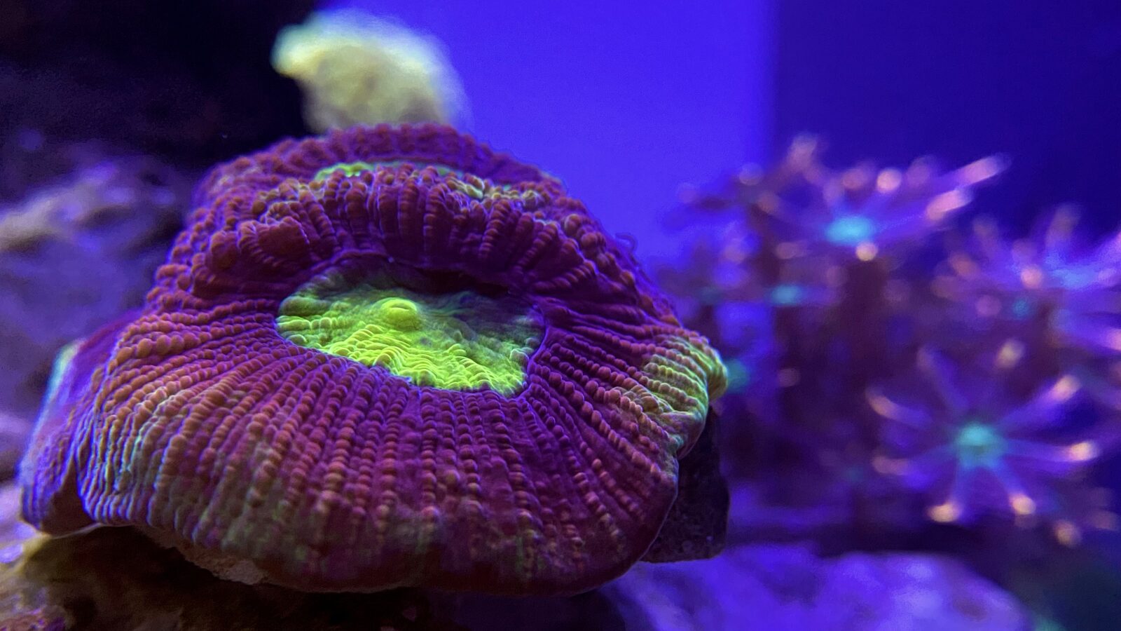 orphek 렌즈 필터가 있는 산호