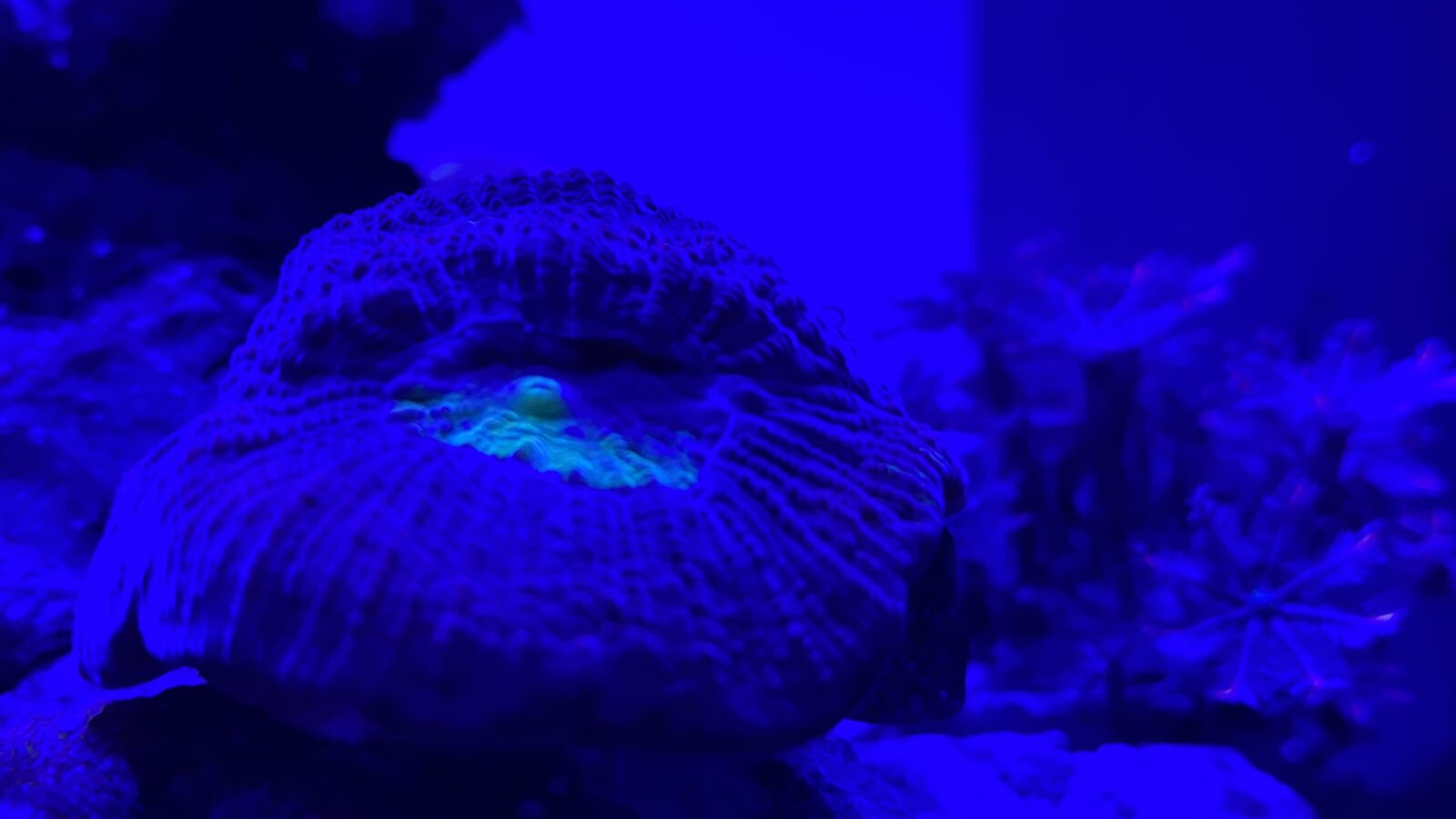 coral sem filtro de lente orphek