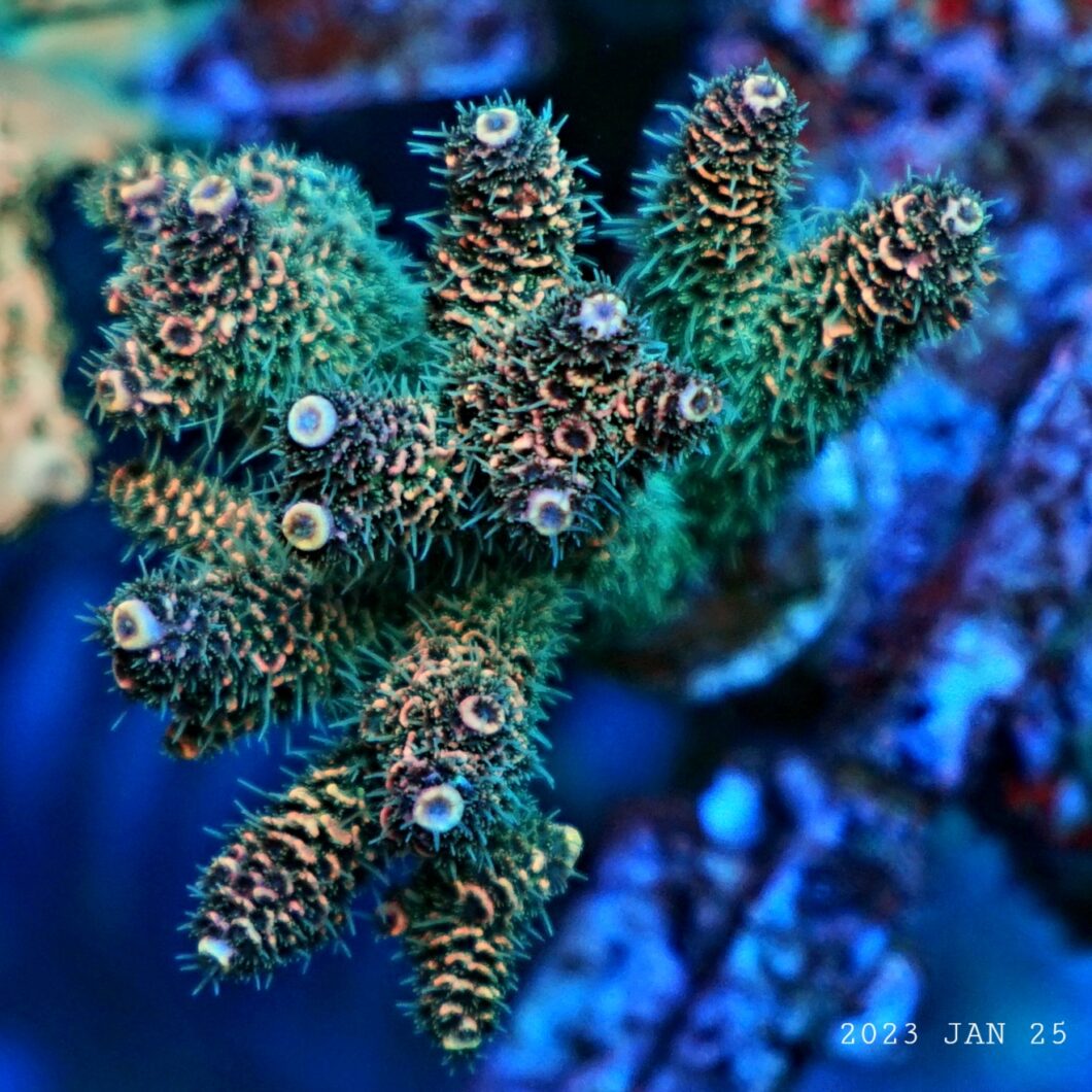 珊瑚快速生长与 orphek-atlantik