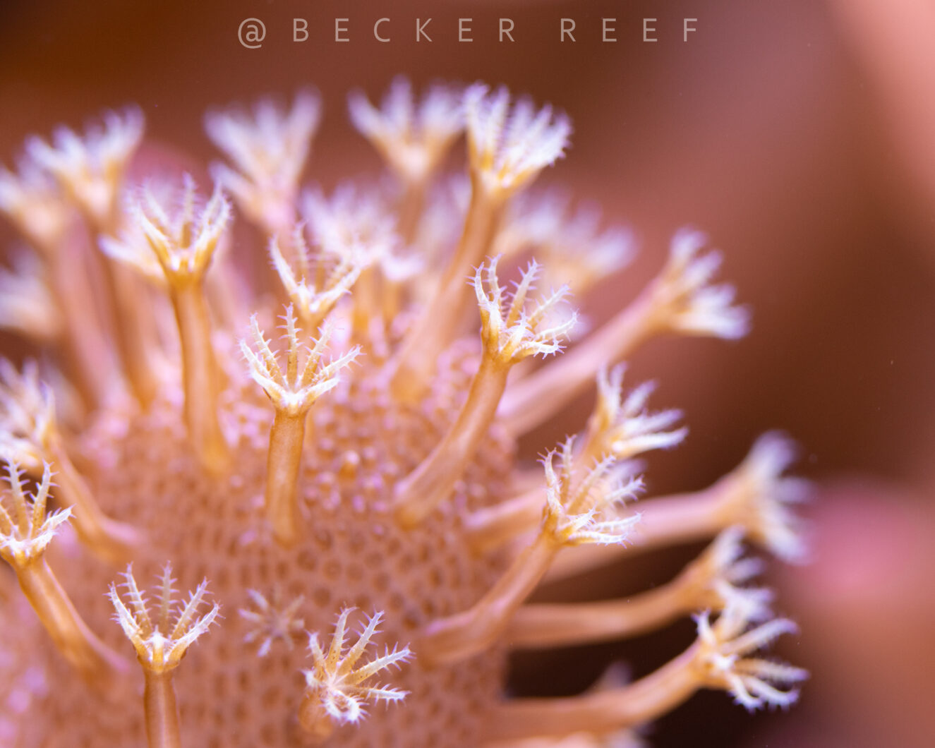 makro koralli valokuva