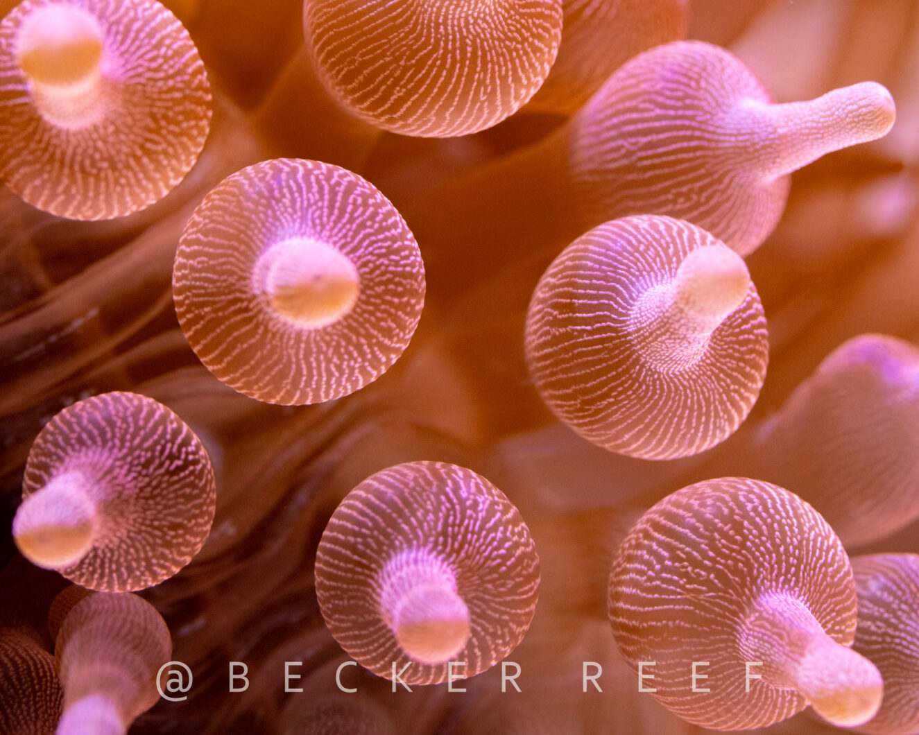 fotografia de macro coral