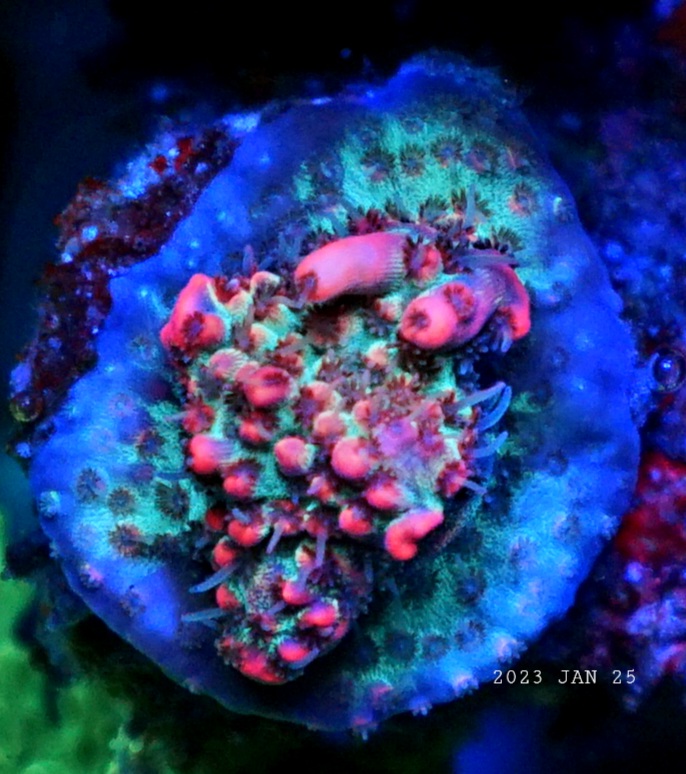 迷人的珊瑚色被大西洋图标照亮