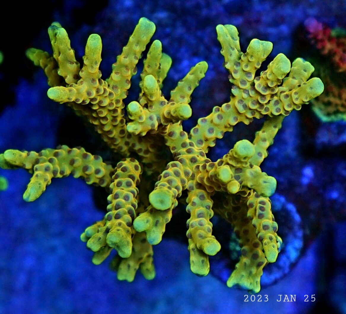 珊瑚色显示器的最佳 LED 灯