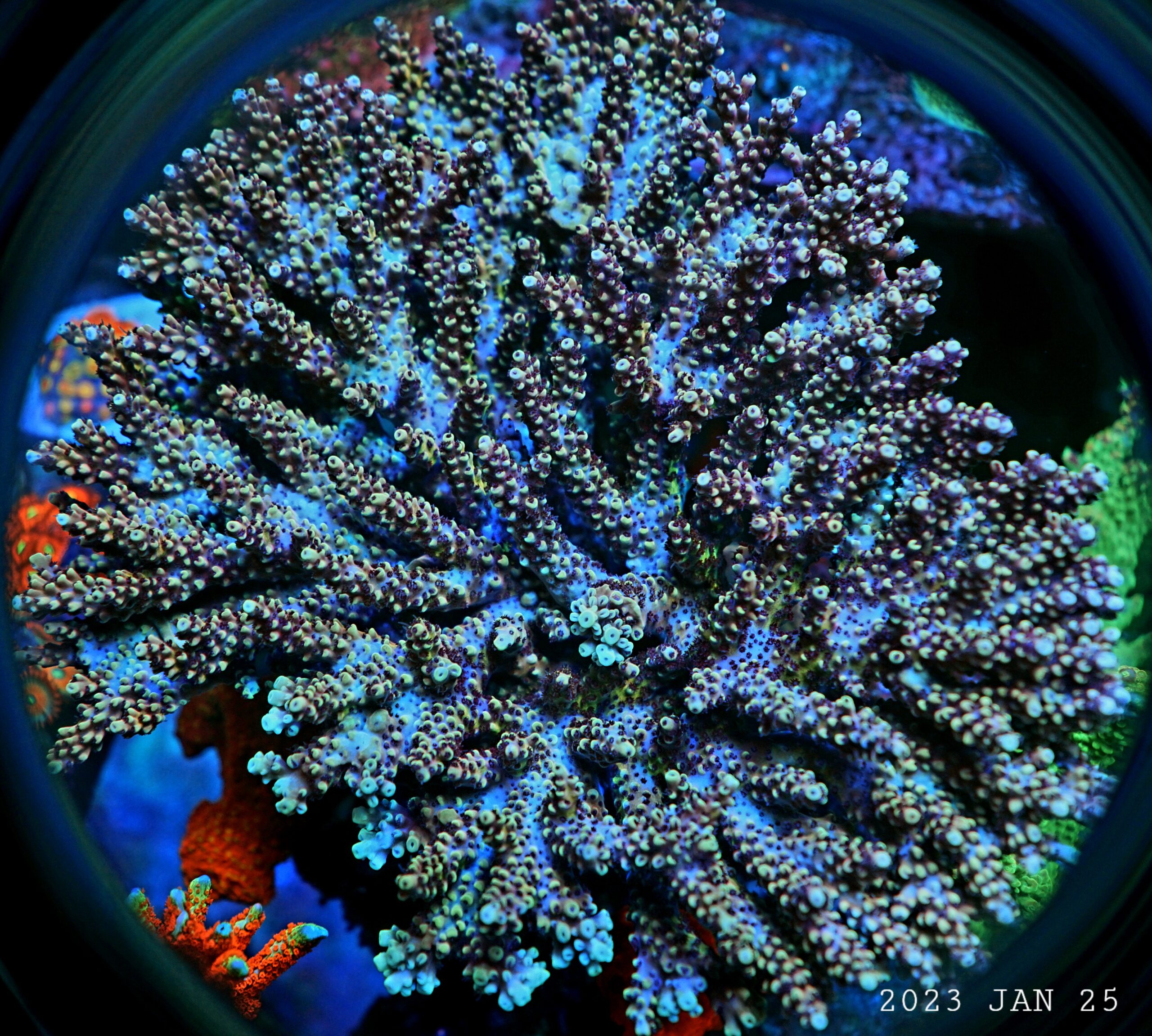 tai 3-LED-valaistus koralli-pop-näytölle