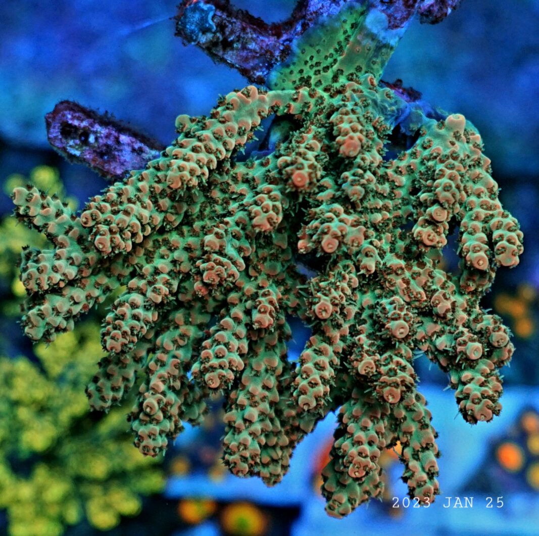 orphek-atlantik-ikon-korall-farge