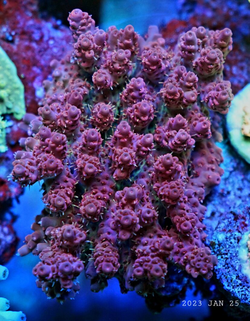 orphek-atlantik-icon-coral-growth