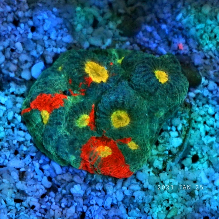 Orphek LED 光增强珊瑚色