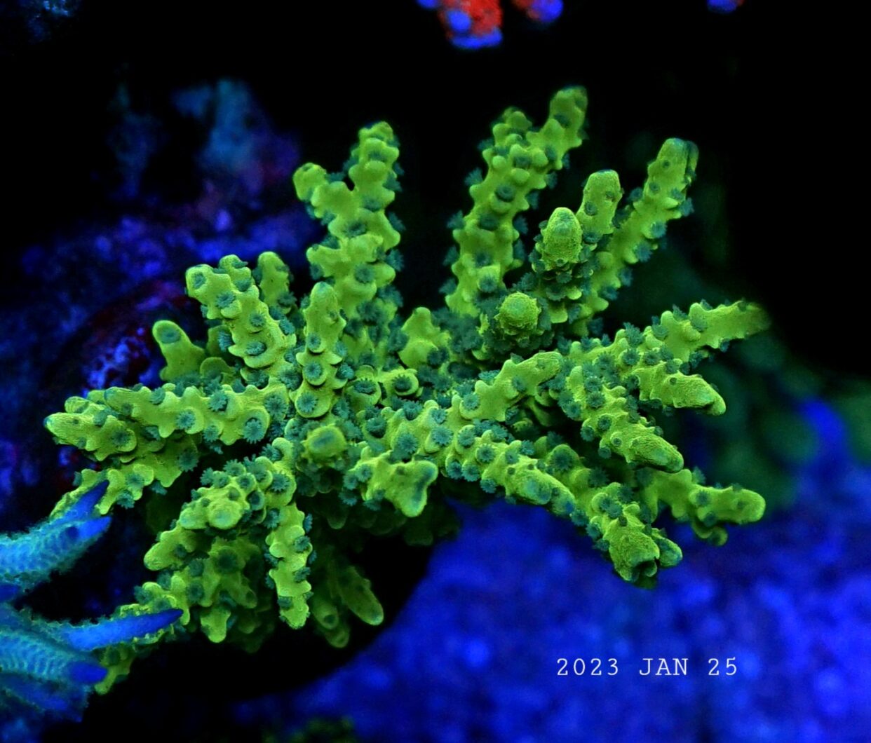 orphek-or3-led-illuminating-vibrant-coral-颜色
