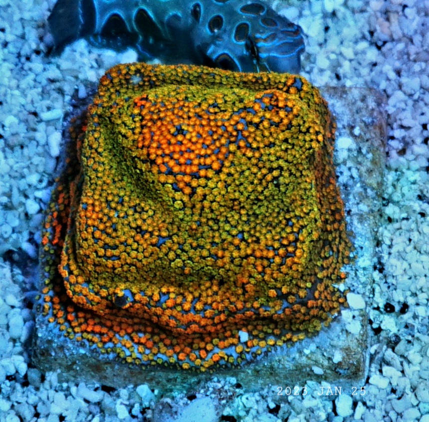 striking-coral-pop-or3-led-light