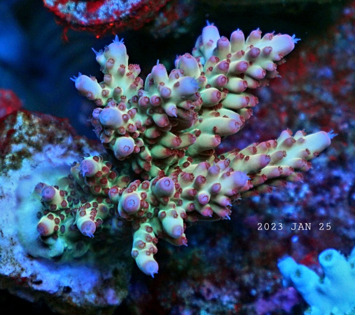 令人惊叹的珊瑚色大西洋图标