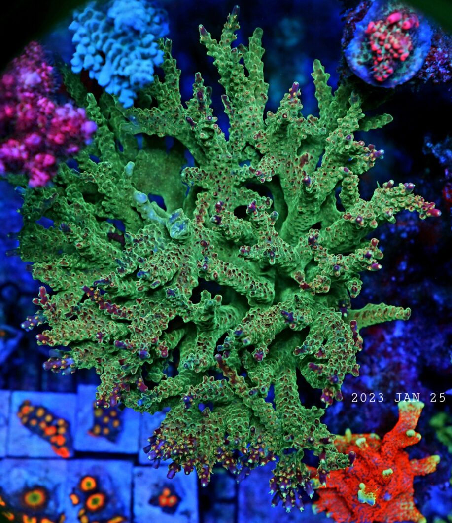 vibrant-coral-colors-with-or3-led