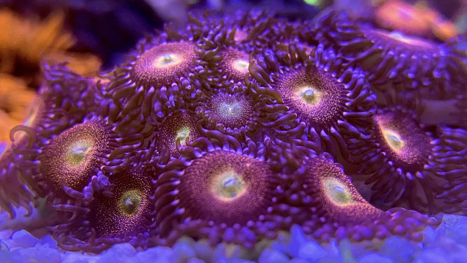 korallilinssisuodattimella