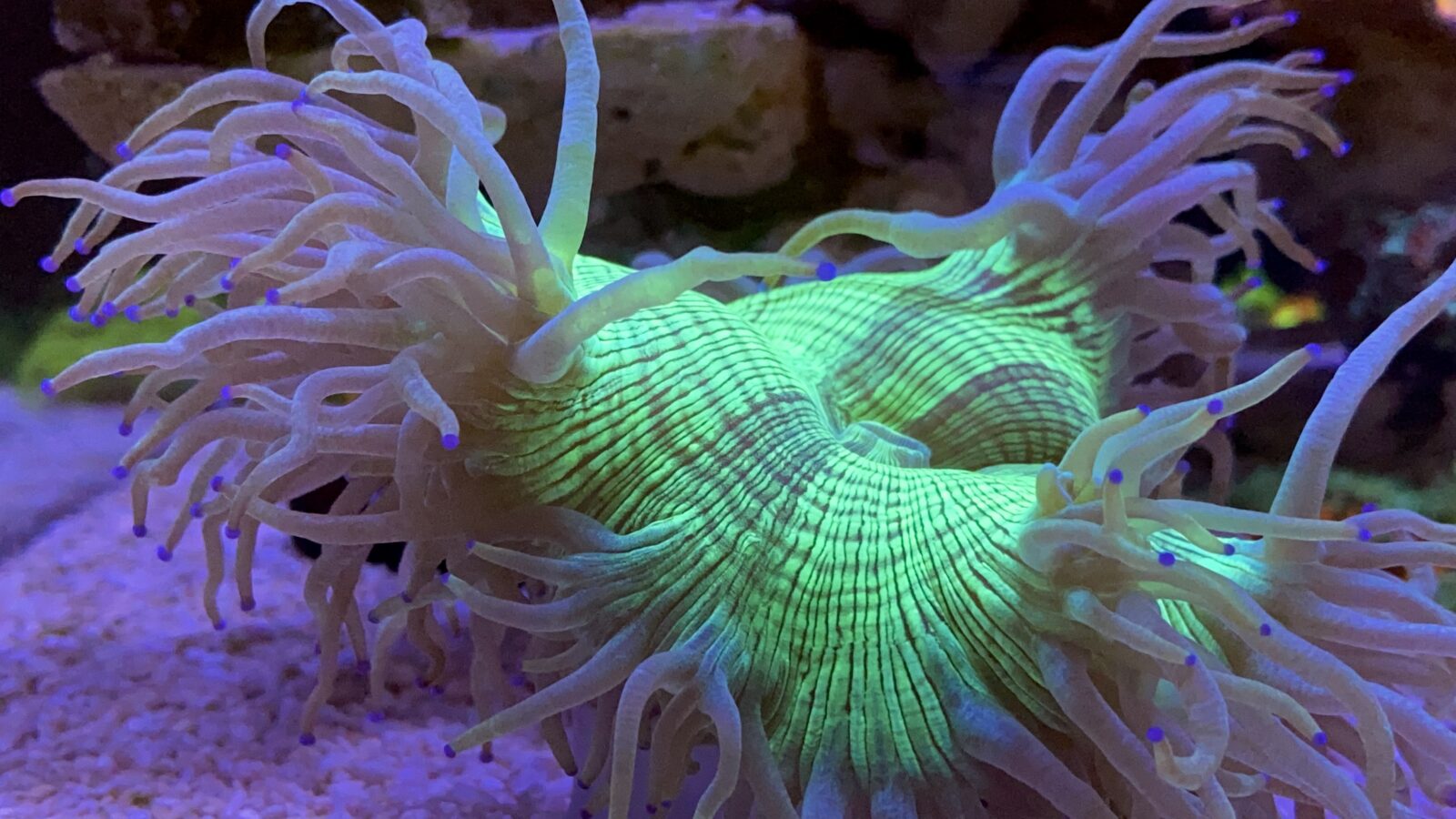 Orphek Coral linssillä kännykkään