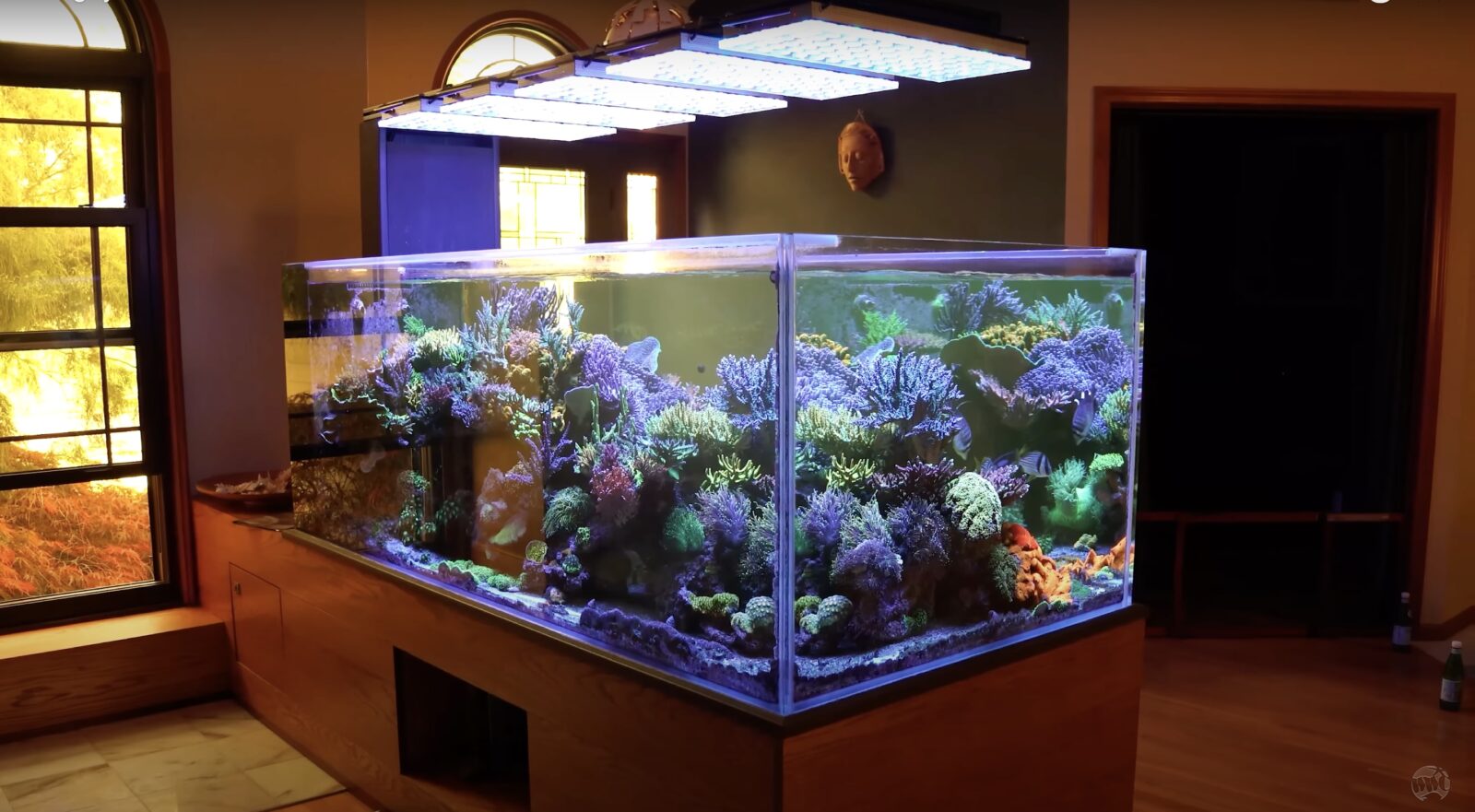 400_gallon_reef_tank_under_Atlantik_iCon