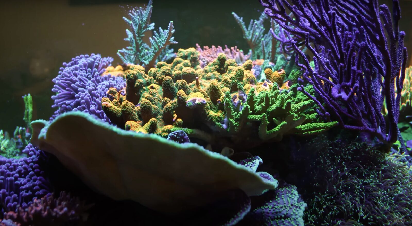 Montipora_coral_bajo_Atlantik_iCon