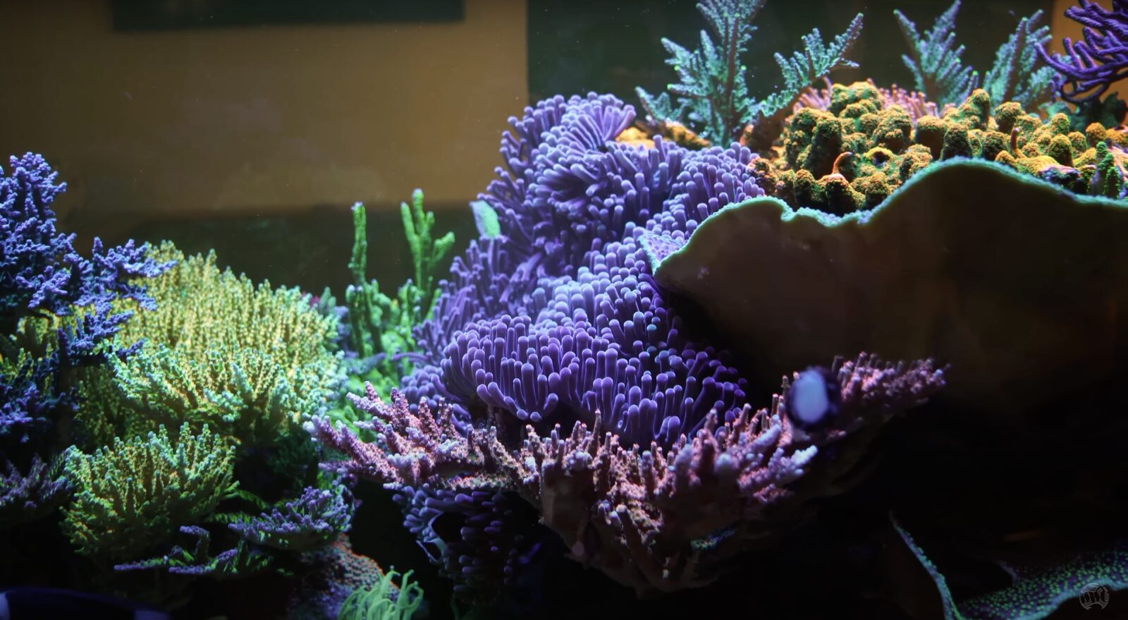 Atlantik_iCon_spectacular_USA_400_gallon_SPS_ يهيمن_reef_tank_ World_Reef_Corals