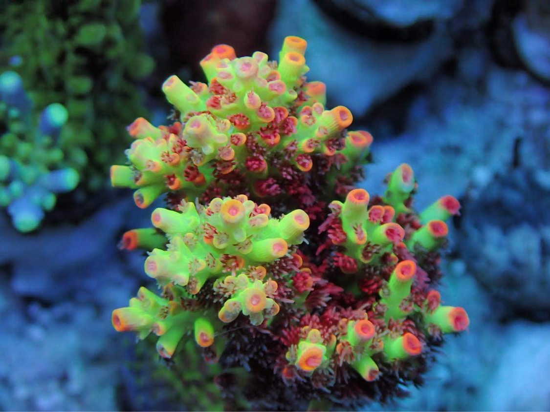 hämmästyttävä-koralli-kasvu-väri-atlantik-ikoniriutta