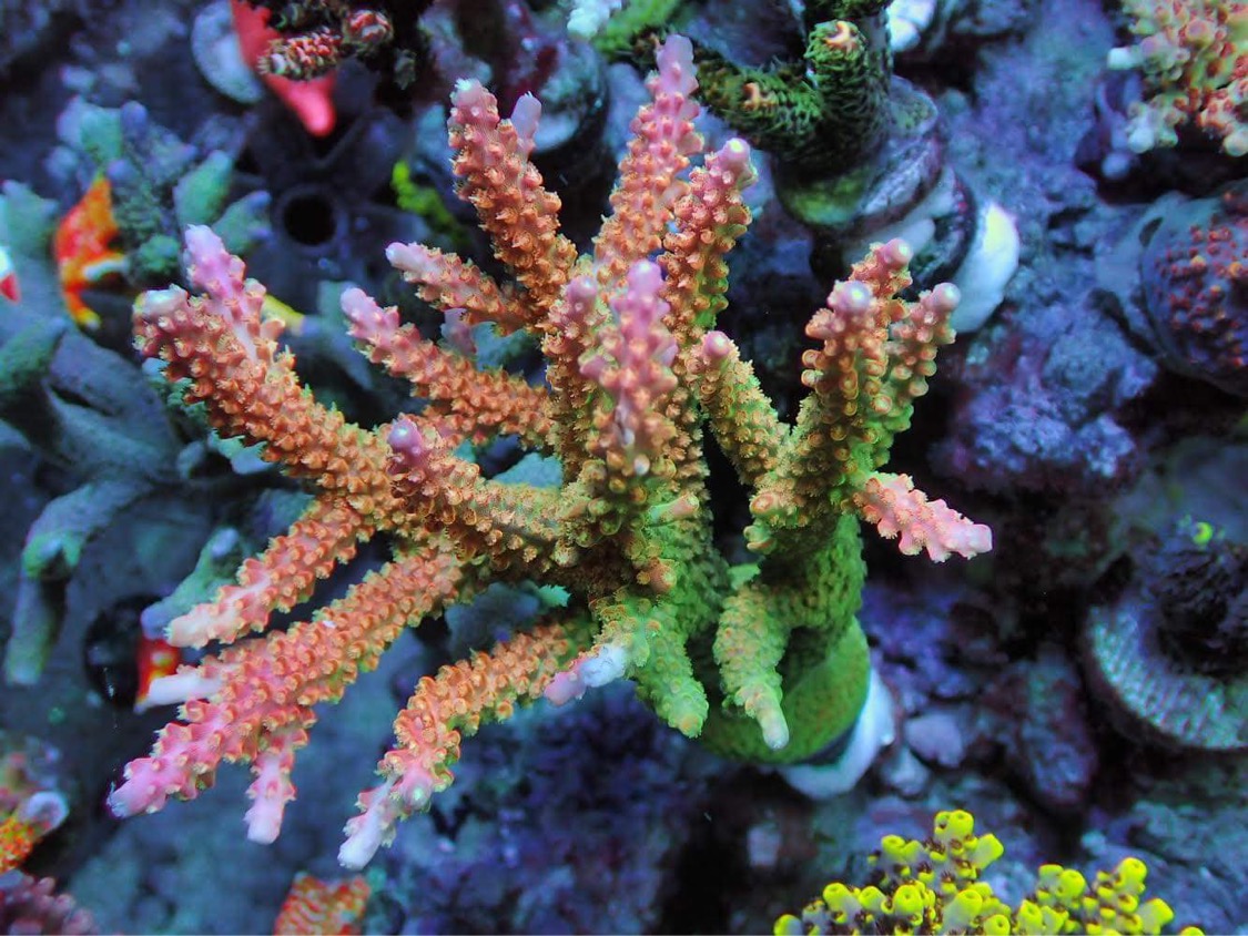atlantik-icon-coral-color-japan-reef-tank