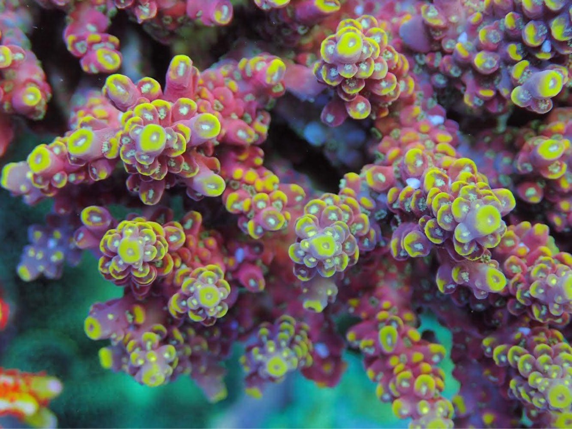 atlantik-icon-coral-color-japan-reef-tank